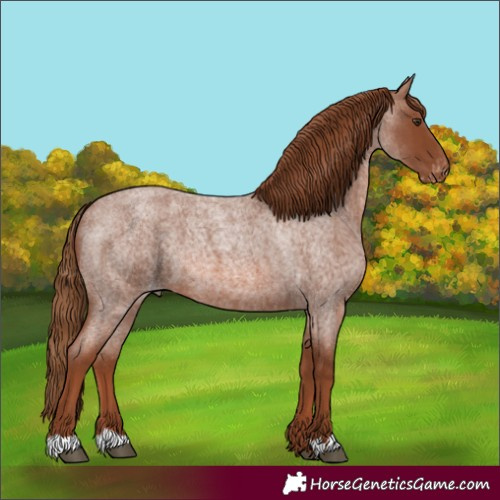 Horse Color:Red Roan Appaloosa 
