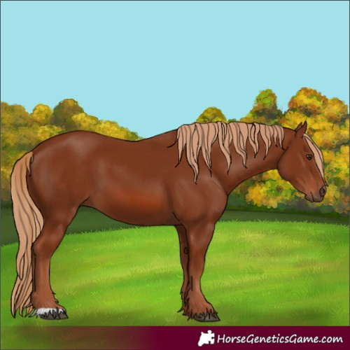 Horse Color:Chestnut 