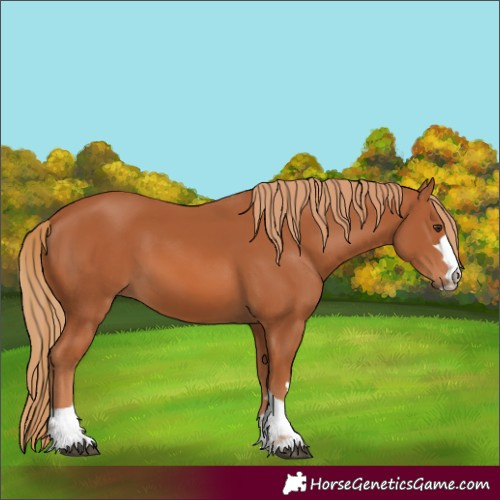 Horse Color:Chestnut 