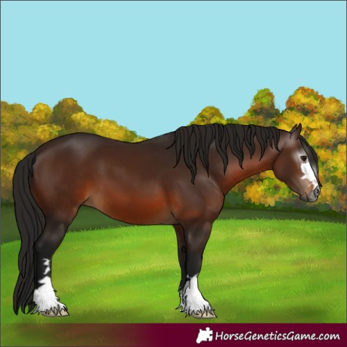 Horse Color:Gray Bay 