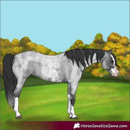 Horse Color:Blue Roan Sabino Splash  and Blue Roan Sabino Splash 