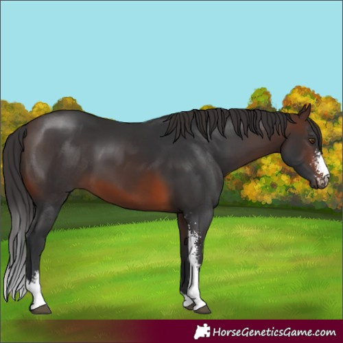 Horse Color:Brown Sabino 
