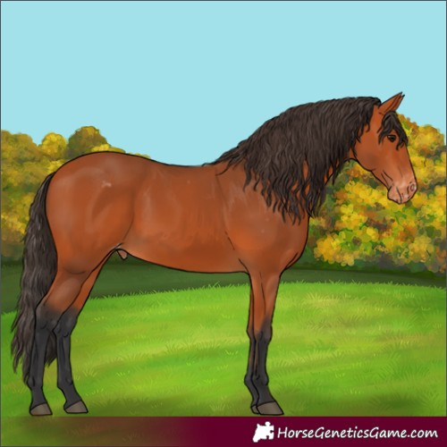 Horse Color:Unknown 