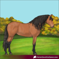 Horse Color:Unknown 