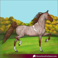 Horse Color:Red Roan Tobiano 