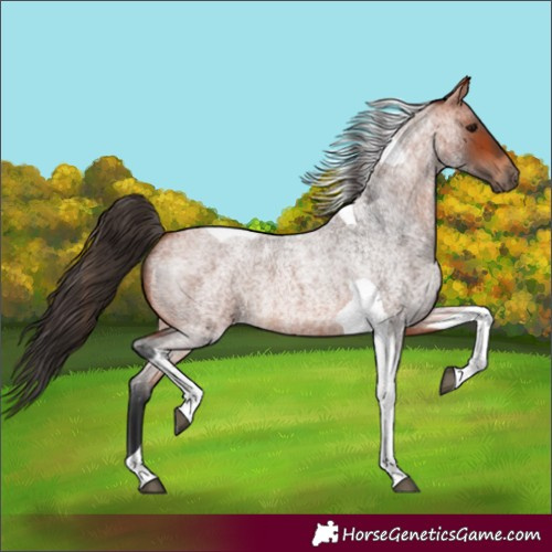 Horse Color:Bay Roan Tobiano 