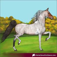 Horse Color:Bay Roan Tobiano 