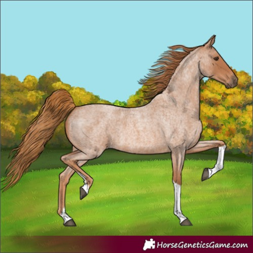 Horse Color:Red Roan Tobiano 