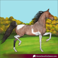 Horse Color:Bay Roan Tobiano 