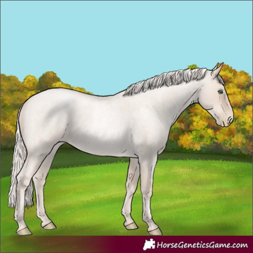 Horse Color:Gold Cream Champagne Roan Pearl 