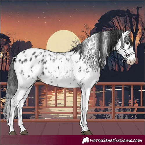 Horse Color:Black Sabino Appaloosa 
