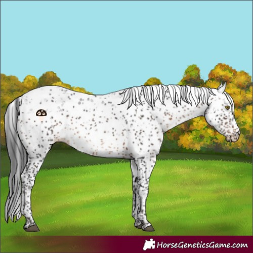 Horse Color:Brown Sabino 
