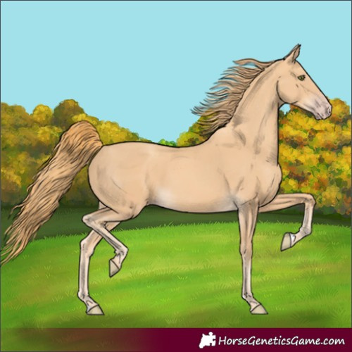 Horse Color:Gold Champagne
