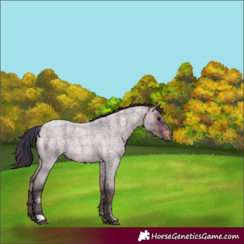 Horse Color:Plaid  Brown Roan 