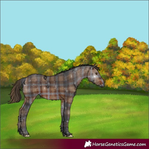 Horse Color:Void Plaid  Brown 