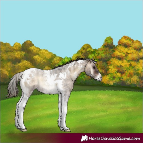 Horse Color:Plaid  Bay Roan Onyx Tobiano 