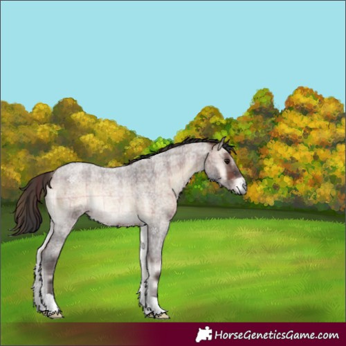 Horse Color:Plaid  Bay Roan Onyx 