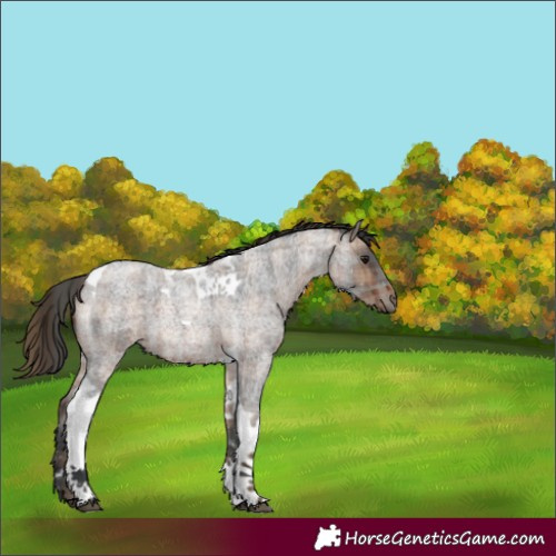Horse Color:Plaid  Brown Roan Tobiano 