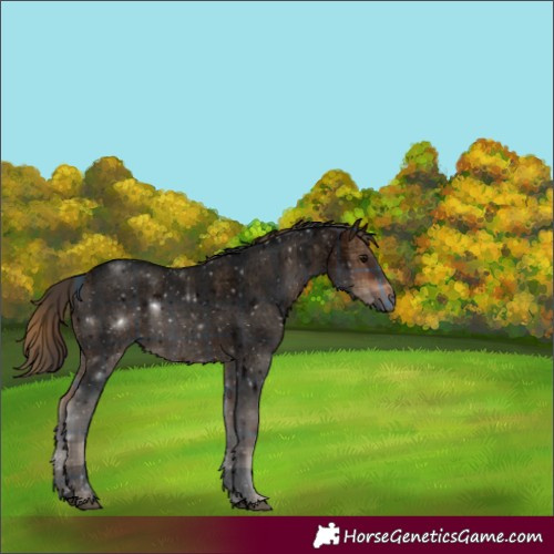 Horse Color:Void Plaid  Bay Roan 