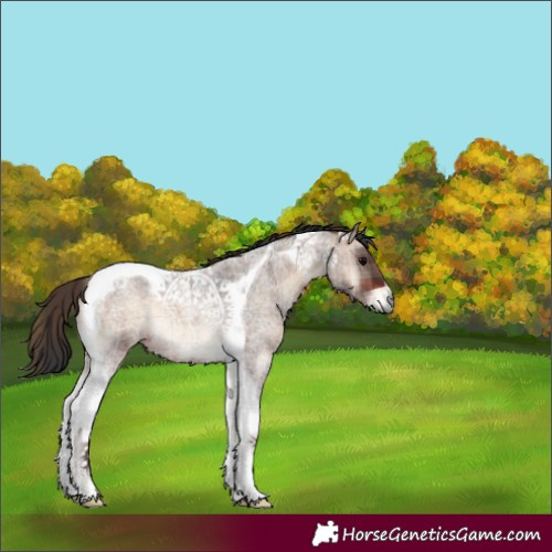 Horse Color:Plaid  Brown Roan Onyx Tobiano 