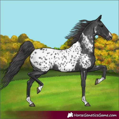 Horse Color:Black Appaloosa Rabicano 