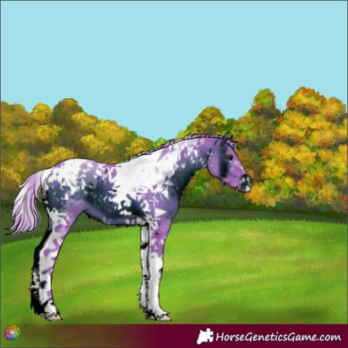 Horse Color:ERROR: UNKNOWN ANOMALY