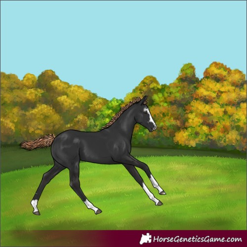 Horse Color:Gray Liver Chestnut 