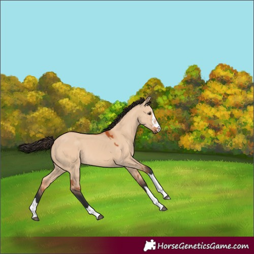 Horse Color:Bay Dun 