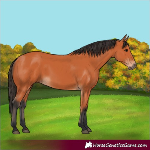 Horse Color:Bay 