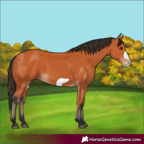 Horse Color:Bay Frame 