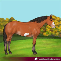 Horse Color:Bay Frame 