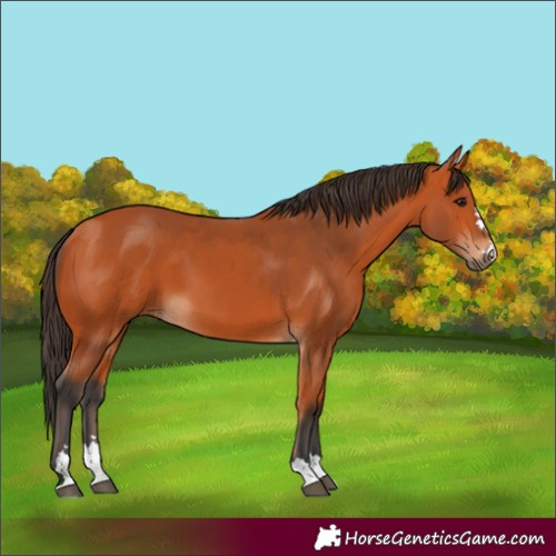 Horse Color:Bay 
