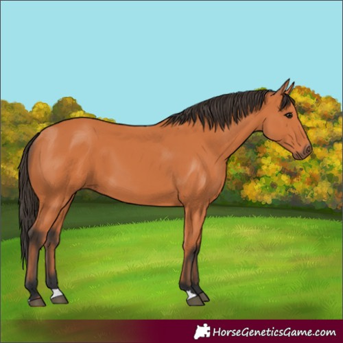Horse Color:Bay 