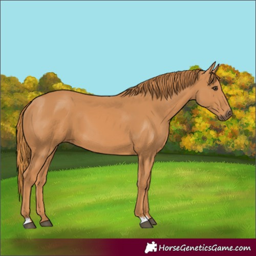Horse Color:Unknown 