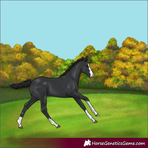 Horse Color:Black 