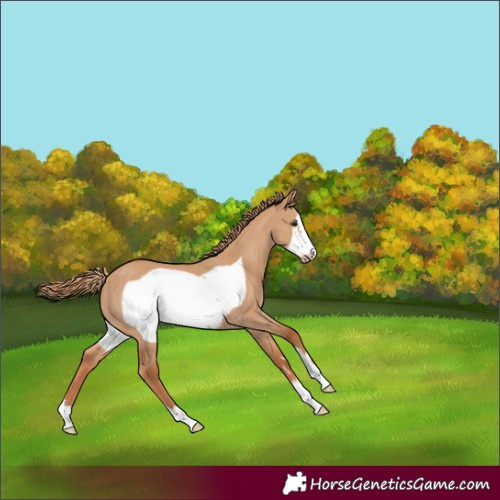 Horse Color:Red Dun Frame 