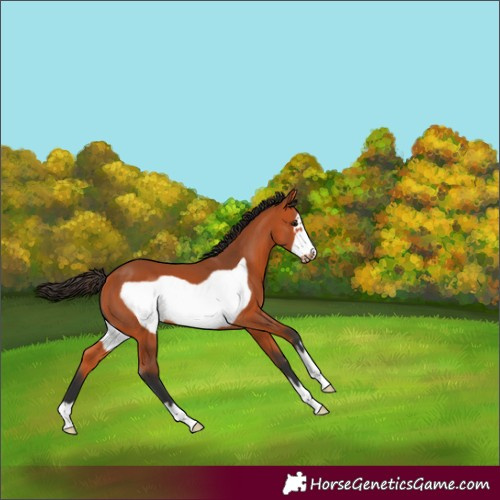 Horse Color:Bay Frame 