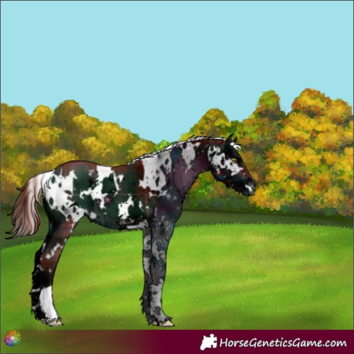 Horse Color:ERROR: UNKNOWN ANOMALY