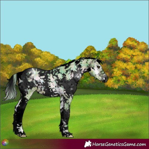 Horse Color:Void Watercolor Plaid  White Spotted Silver Brown Ice Onyx Tobiano 