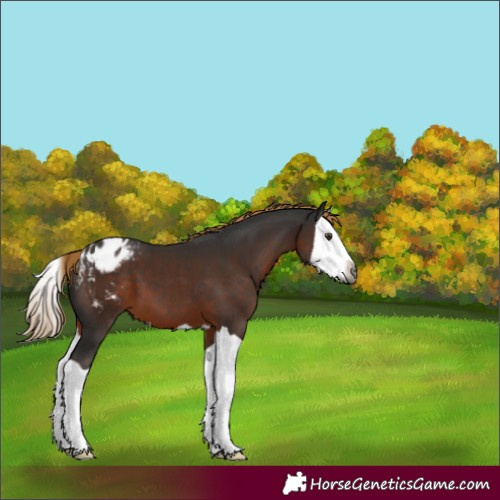 Horse Color:Gray Liver Chestnut Splash Appaloosa 