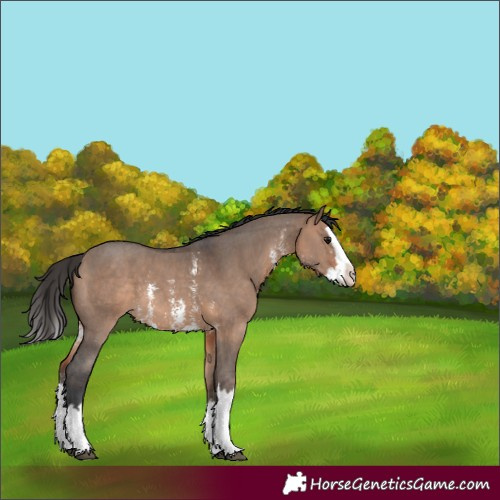 Horse Color:Bay Dun Sabino Splash 