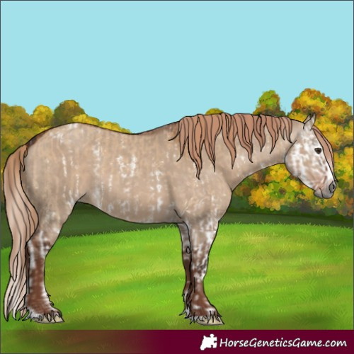 Horse Color:Gray Red Dun Sabino Splash  and Liver Red Dun Splash Varnish 