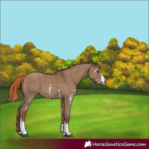 Horse Color:Gray Red Dun Sabino 