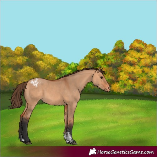 Horse Color:Bay Dun Sabino Appaloosa 