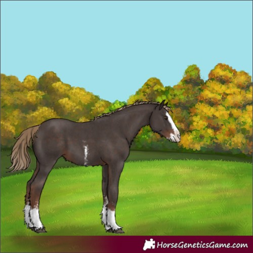 Horse Color:Liver Chestnut Sabino Splash 