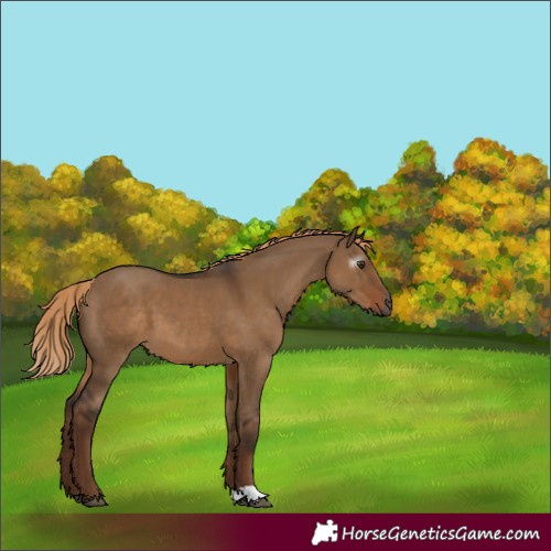 Horse Color:Gray Liver Red Dun 
