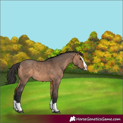 Horse Color:Bay Dun Splash 
