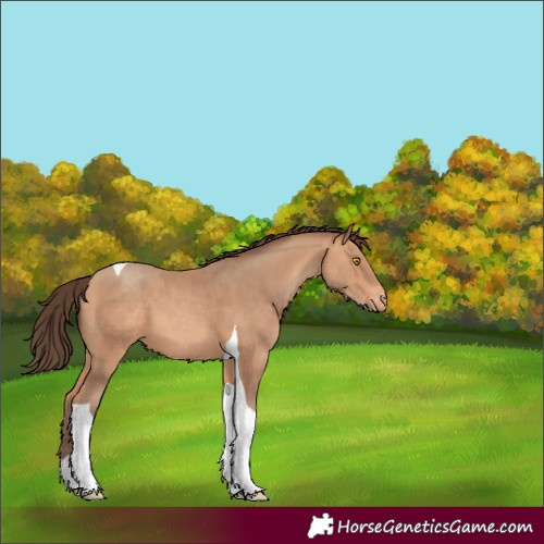 Horse Color:Amber Champagne Tobiano Varnish 