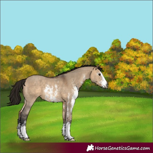 Horse Color:Gray Bay Dun Sabino Appaloosa 