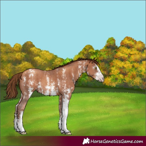 Horse Color:Gray Gold Champagne Sabino Varnish 